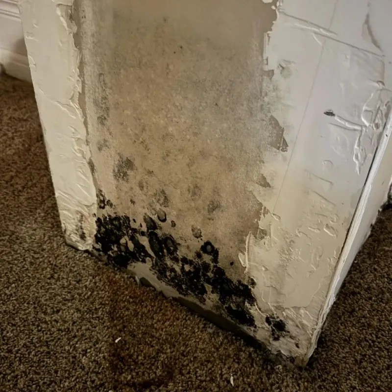 Professional Mold Removal in South Windham, ME